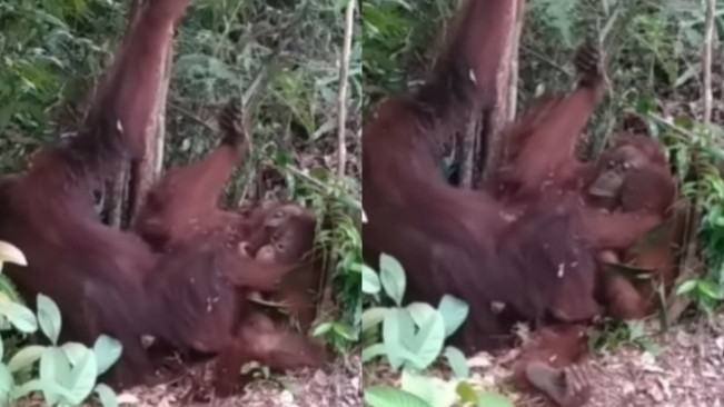 Video Orangutan Kawin di Taman Nasional Tanjung Puting Viral, Komentar Netizen yang Bikin Ngakak